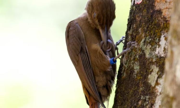 Ave é flagrada esfregando piolho-de-cobra nas penas; entenda o comportamento