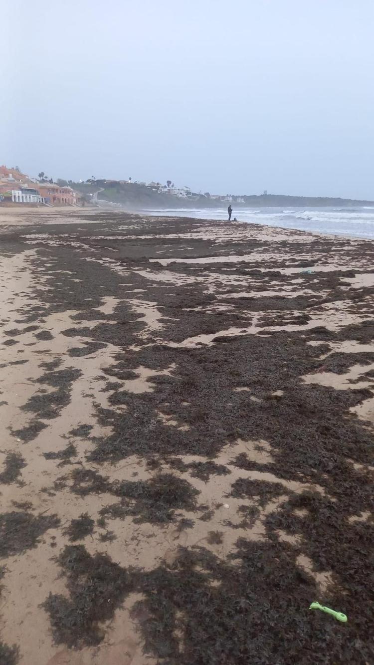 «Considerable cantidad» de alga invasora en la playa de Getares de Algeciras