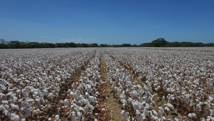 Why Costa Rica Is Attracting Global Seed Investment and R&D