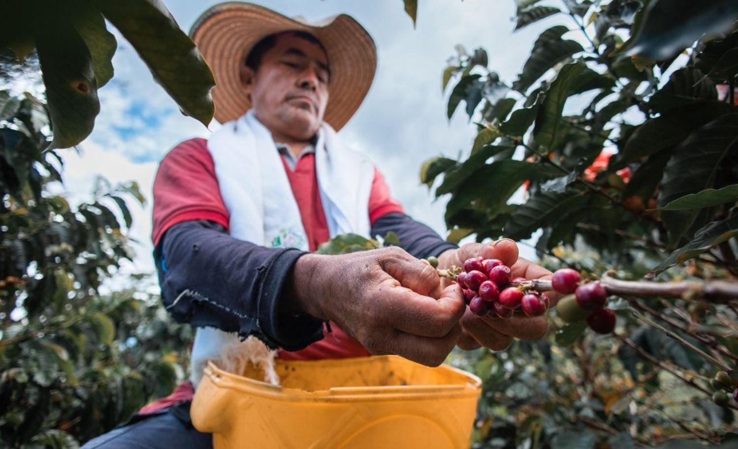 Colombia Will Have the Only University School of Coffee, in the Department of Huila