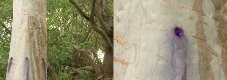 Prefeitura investiga suspeita de envenenamento de árvores em parque de Florianópolis