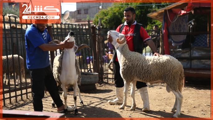 بالڤيديو.. كساب لكشـ24 ثمن أضحية العيد بادي من 3000 درهم والأيام المقبلة غادي تعرف إرتفاع كبير