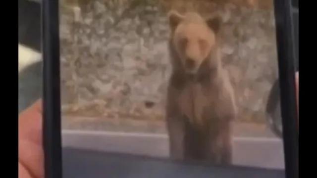 Turista tenta alimentar urso na Romênia e é atacado: "Um erro"