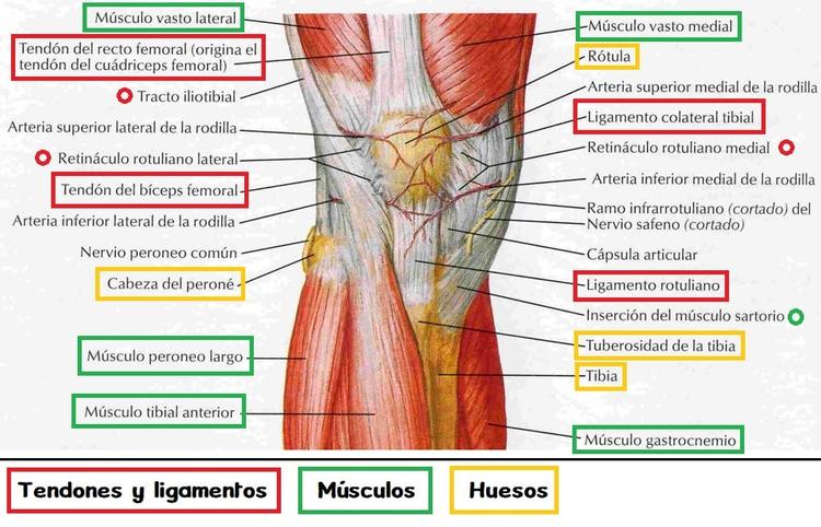 tendones rodilla