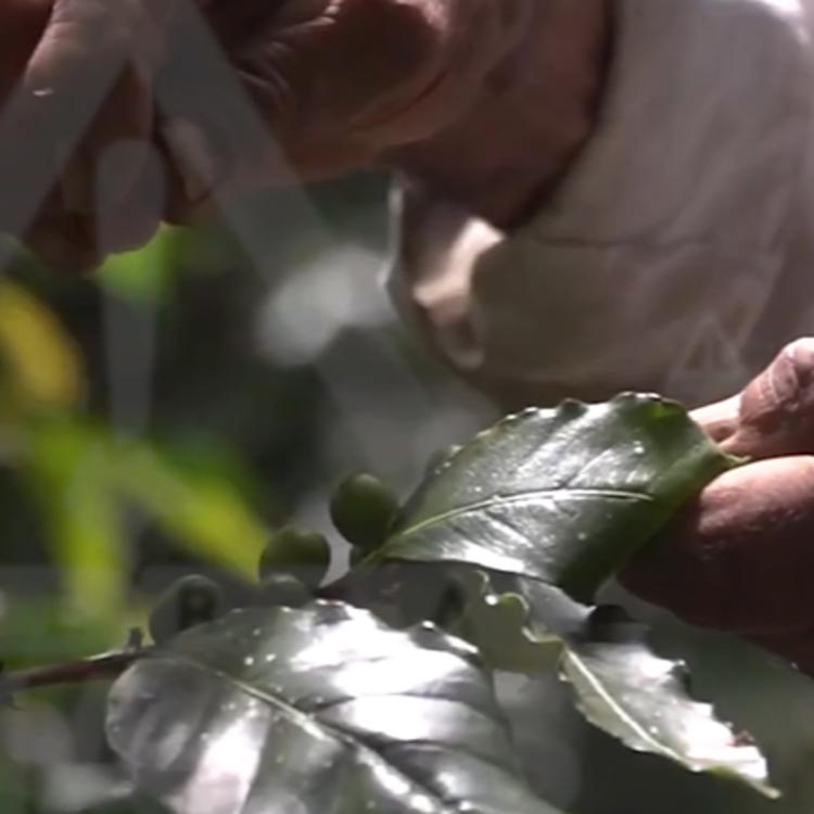 Debido a la inseguridad, el café de Chiapas se está cayendo de las matas
