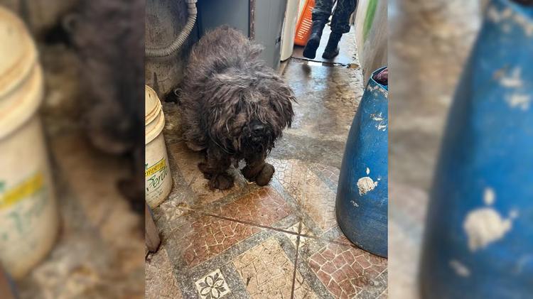Mulher é presa e multada em mais de R$ 100 mil por maus-tratos em Marília; 36 animais foram resgatados