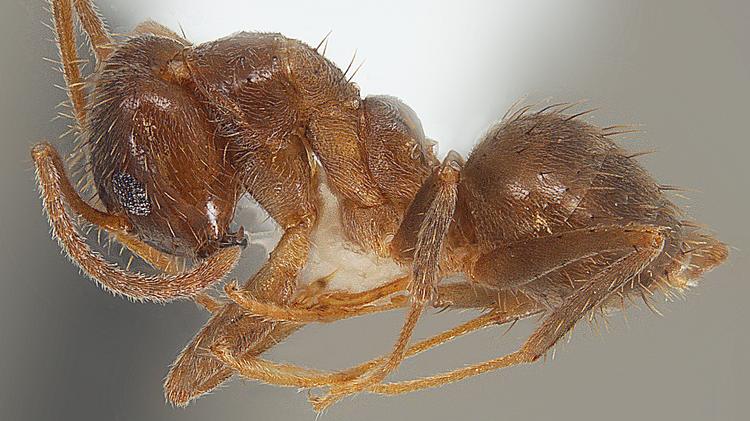 Tawny crazy ants spread to 7 Mississippi counties