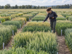 Seed Sector 2045: Why NGTs Make the EDV Question More Important Than Ever