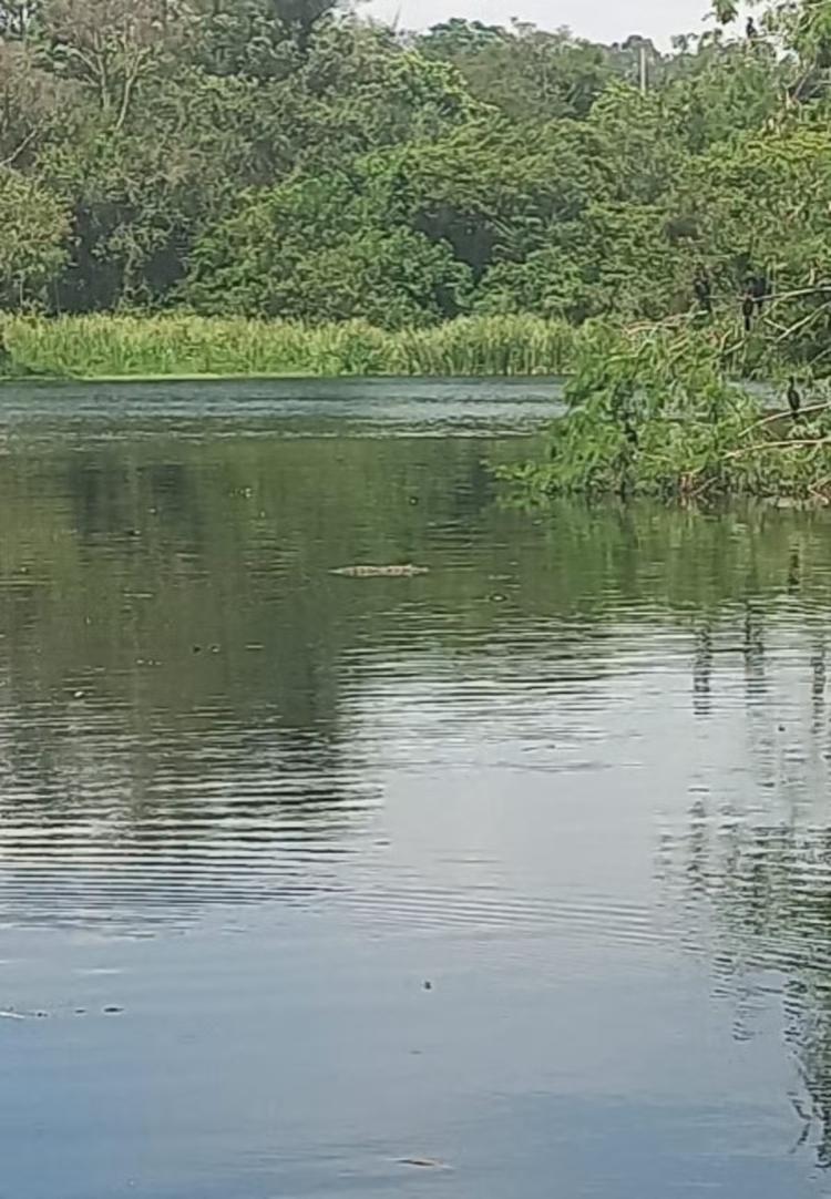 Morte de peixes em lagoa de Divinópolis leva à investigação sobre qualidade da água