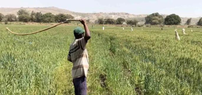 مزارع المغرب تلجأ للمهاجرين الأفارقة لسد نقص العمالة