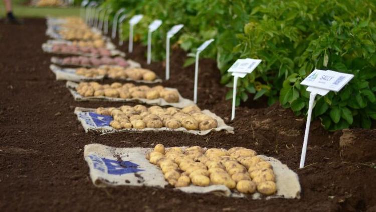 Can AI Help Plant Breeders Outrun Climate Change?