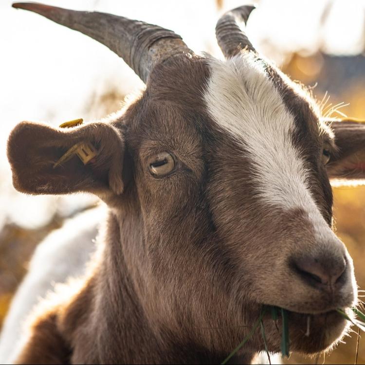 ENVIRONNEMENT : Quand les chèvres recyclent les sapins de Noël
