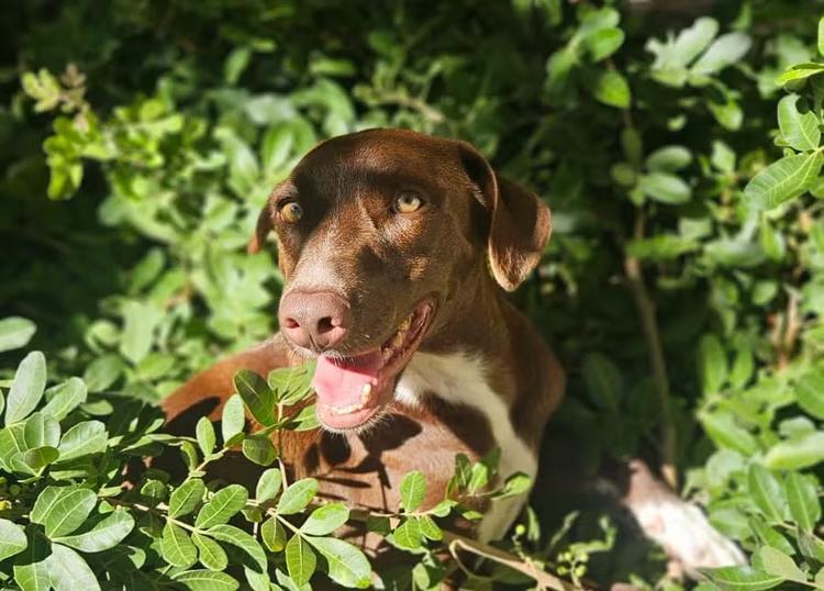 Macaé amplia atendimento e canais de proteção animal