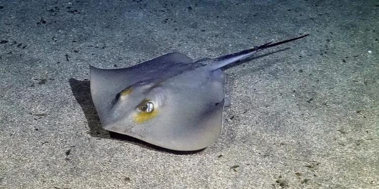 Razze vicino a riva nello Stretto di Messina e nel Tirreno: perché si avvicinano e cosa fare