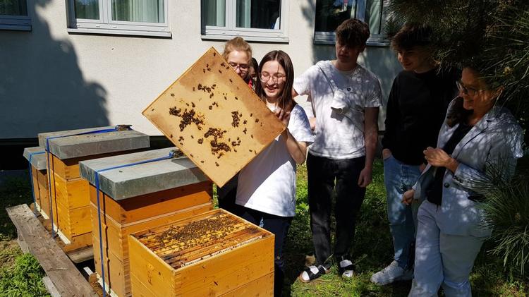 4 neue Bienenvölker