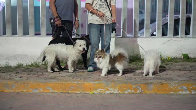 Cada sábado, hasta 60 personas pasean con sus perros en Tuxtla Gutiérrez. Conoce el grupo Caminata Perruna, cómo unirte y por qué socializar a tu mascota importa.