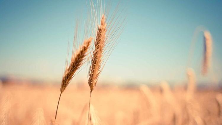 The Results Are In: Gene Edited Wheat Field Trial Delivers