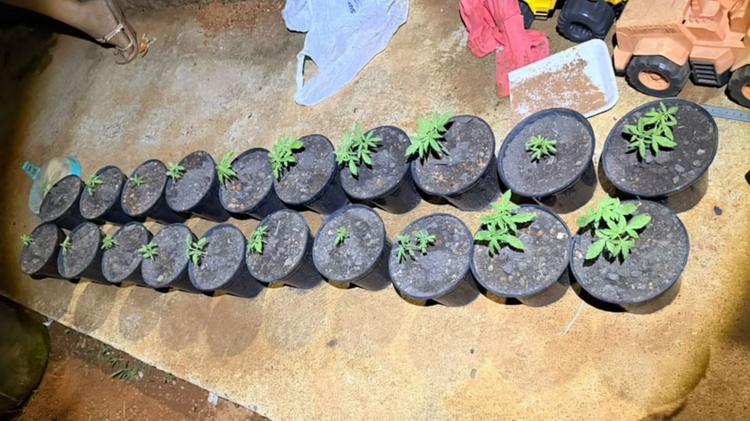 Mulher é presa com mais de 50 pés de maconha e afirma usar cultivo para consumo próprio em Patos de Minas