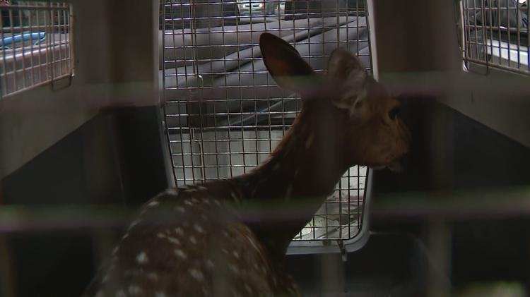 Cervo exótico encontrado ferido no bairro Menino Deus, em Porto Alegre, passa por eutanásia; animal foi atacado por cães