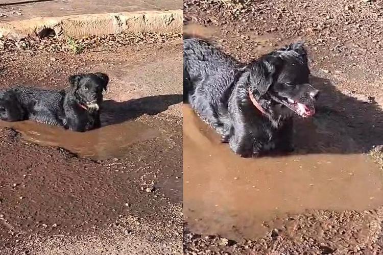 Cachorro faz buraco com água de banheira para se refrescar do calorão em Campo Grande; VÍDEO