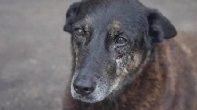 MP de Santa Catarina diz que cão Orelha não foi morto por adolescentes