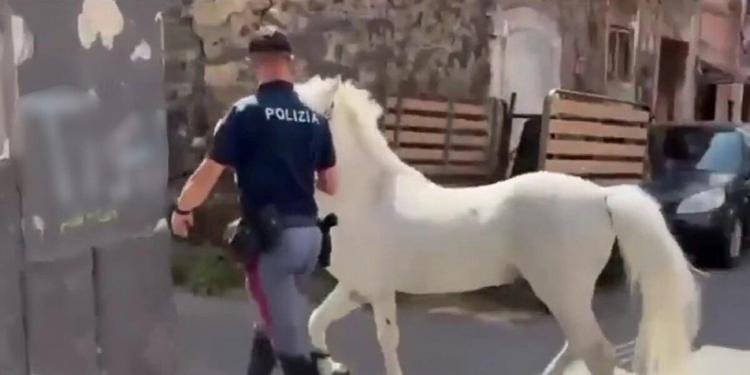 Cavalli maltrattati a Catania, blitz nelle stalle abusive: 7 denunciati, sanzioni per 50mila euro